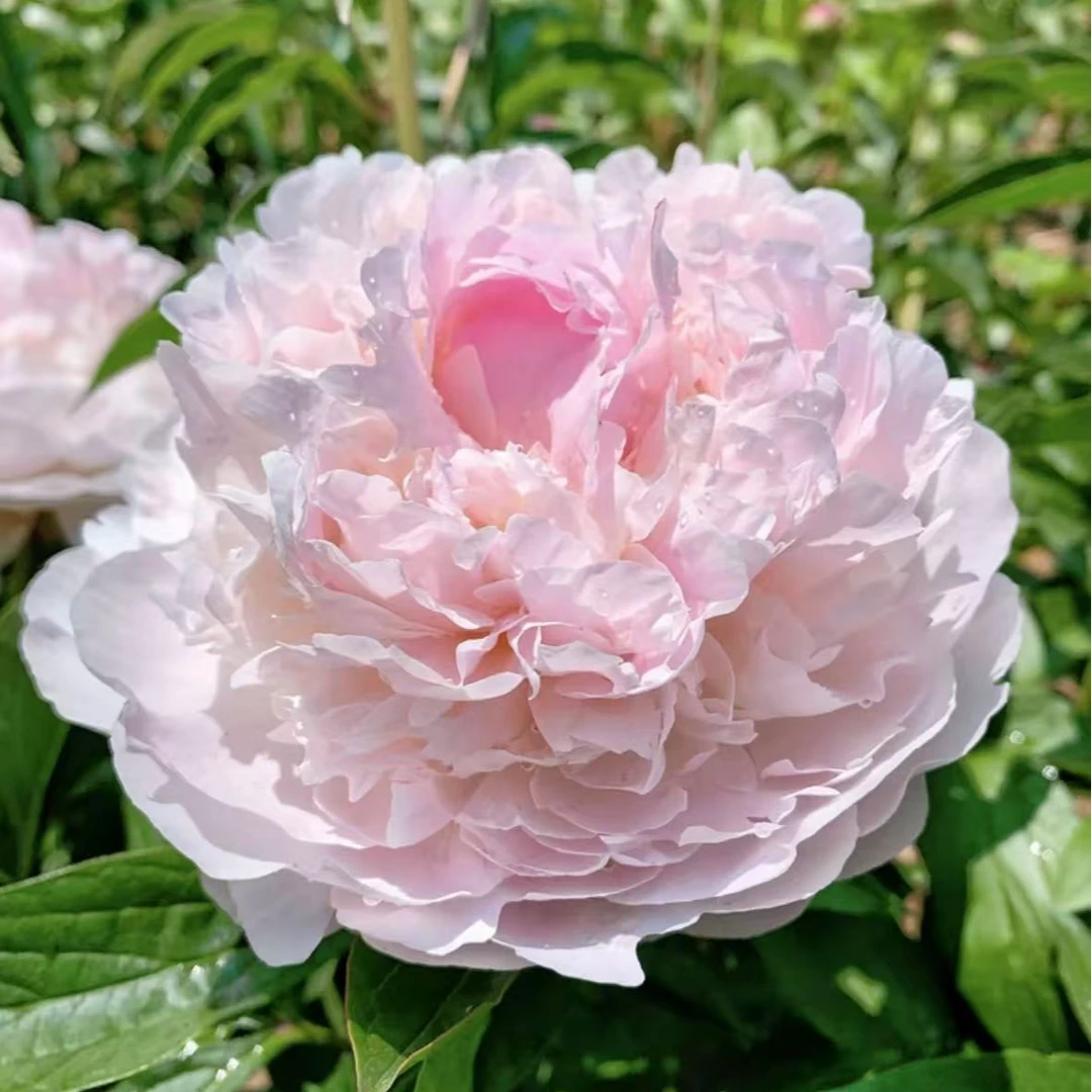 【进口芍药种苗-羞涩女王】复色晚期 地栽种植 秋季裸根发苗 包对版
