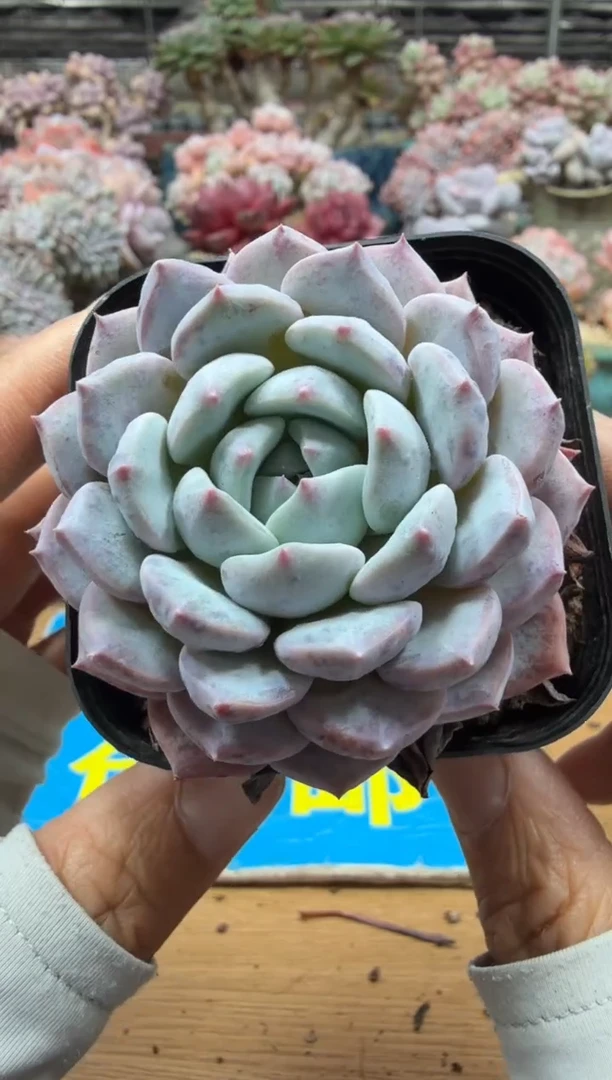 东云多肉园二店-686