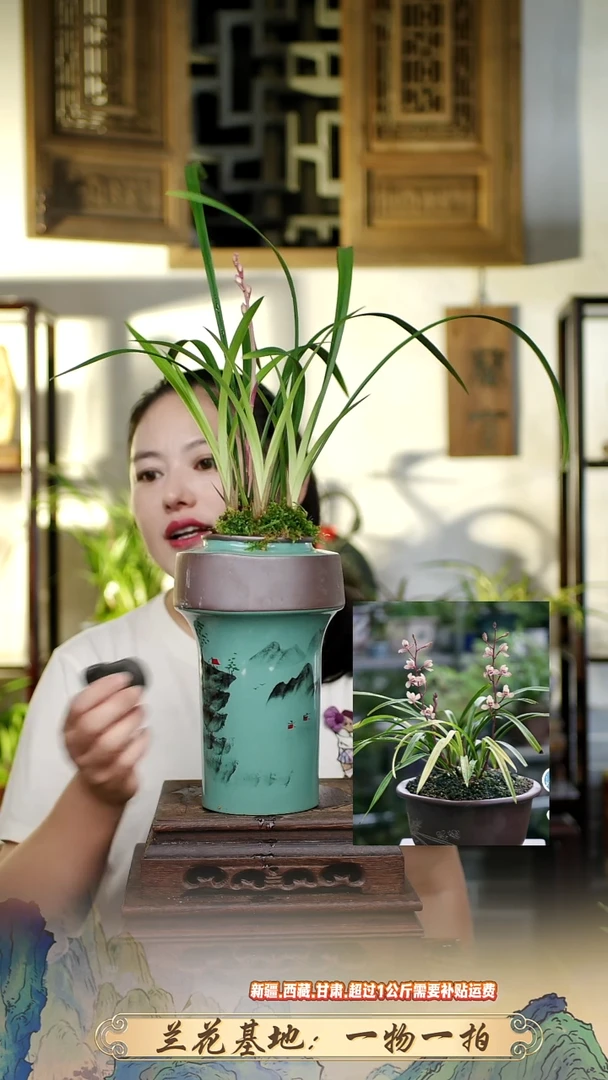 花仙子带紫砂盆1111