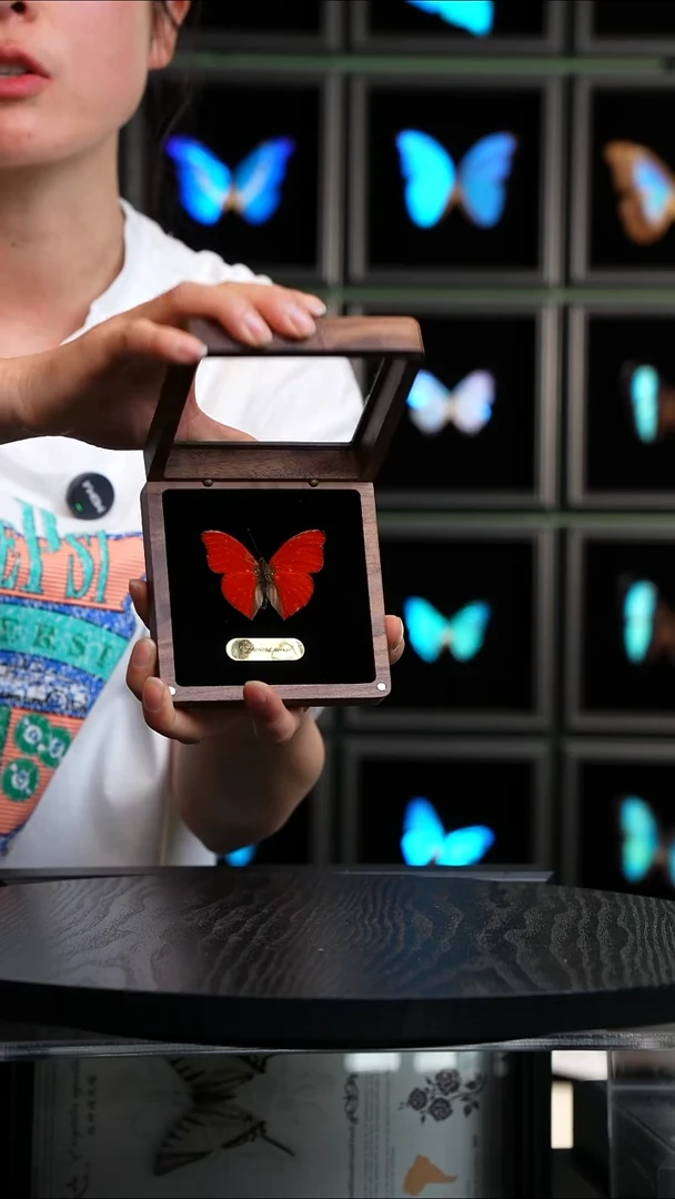 血漪蛱蝶胡桃木盒子款