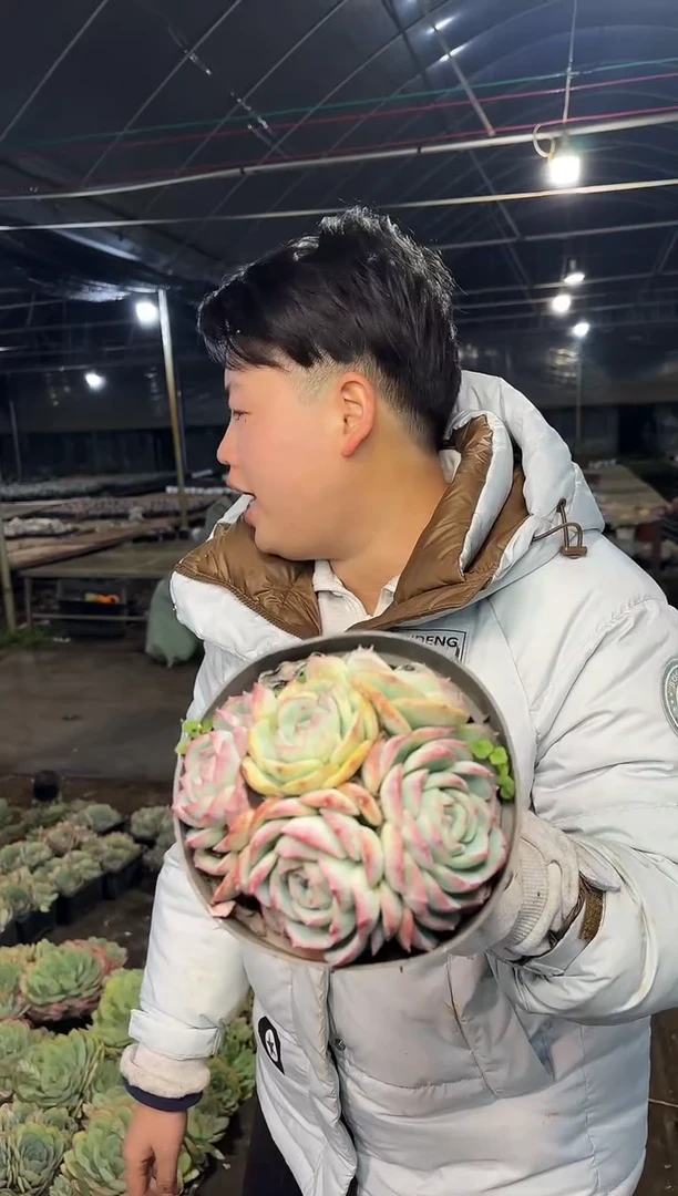 多头侧影群 4.99
