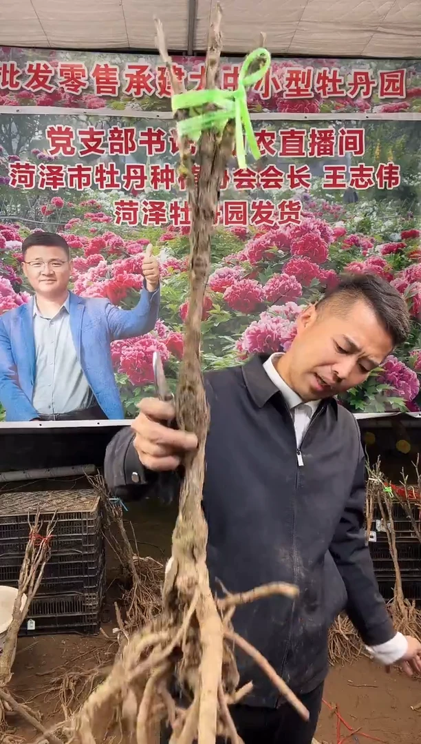 闪购链接  黑夫人29