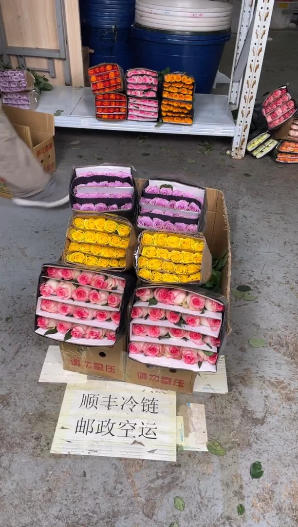 爱莎20枝+黄玫瑰20枝+紫霞20枝