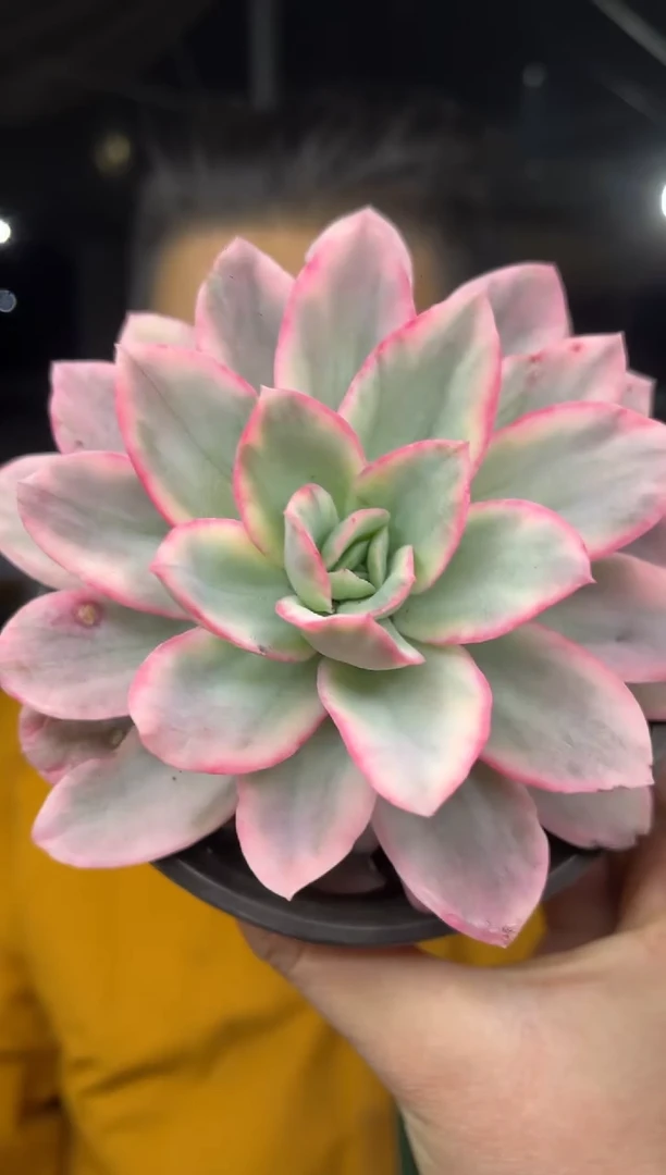 【闪购商品】27-绮罗锦粉锦7.8