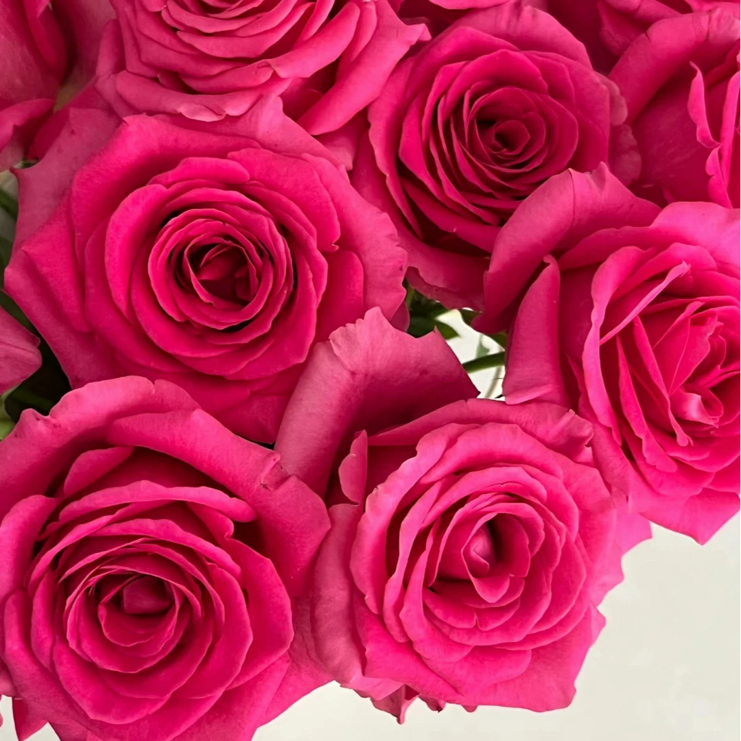 【小短腿】弗洛伊德单头玫瑰20支断4支不售后