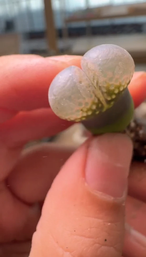 13-484多肉植物肉锥