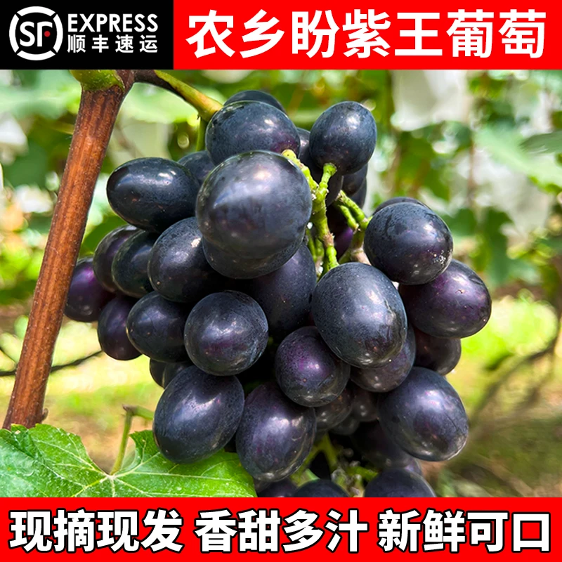 农乡盼紫晶葡萄1~5斤 中大颗新鲜水果花青素爆表多汁脆甜顺丰