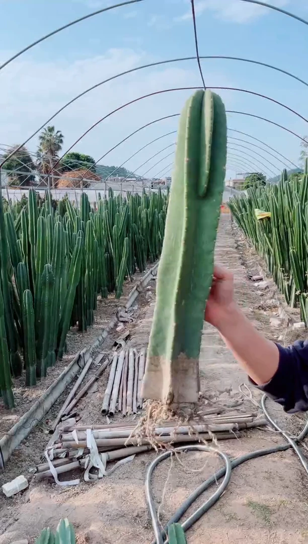 【闪购商品】【带根】30cm 量天尺