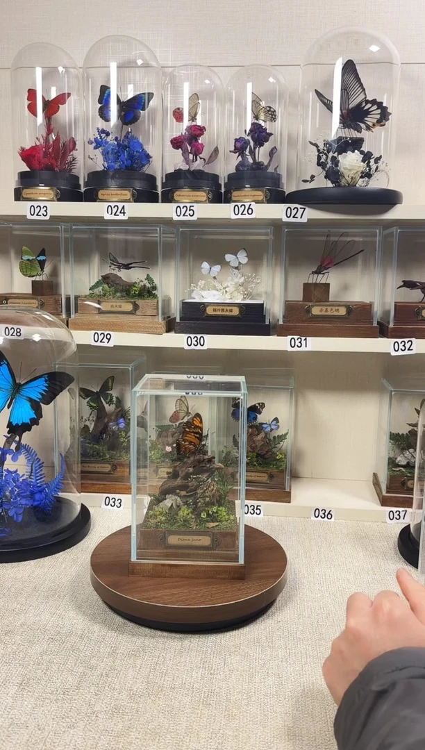 勿***.大自然真实的蝴蝶标本