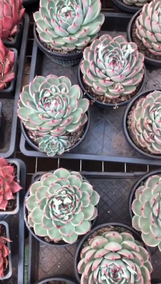 【闪购商品】托斯卡內利9.9米