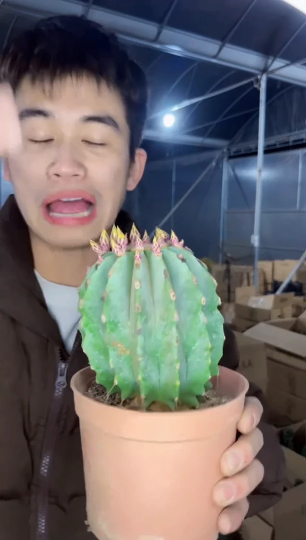 【闪购商品】8-10cm 无刺王冠龙