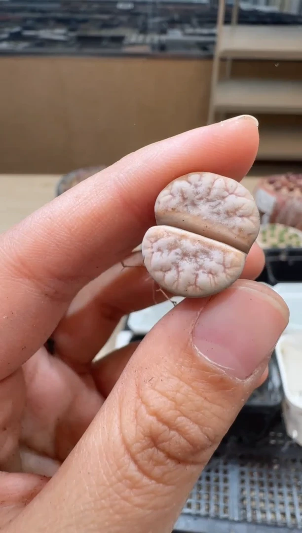 17-62多肉植物肉锥
