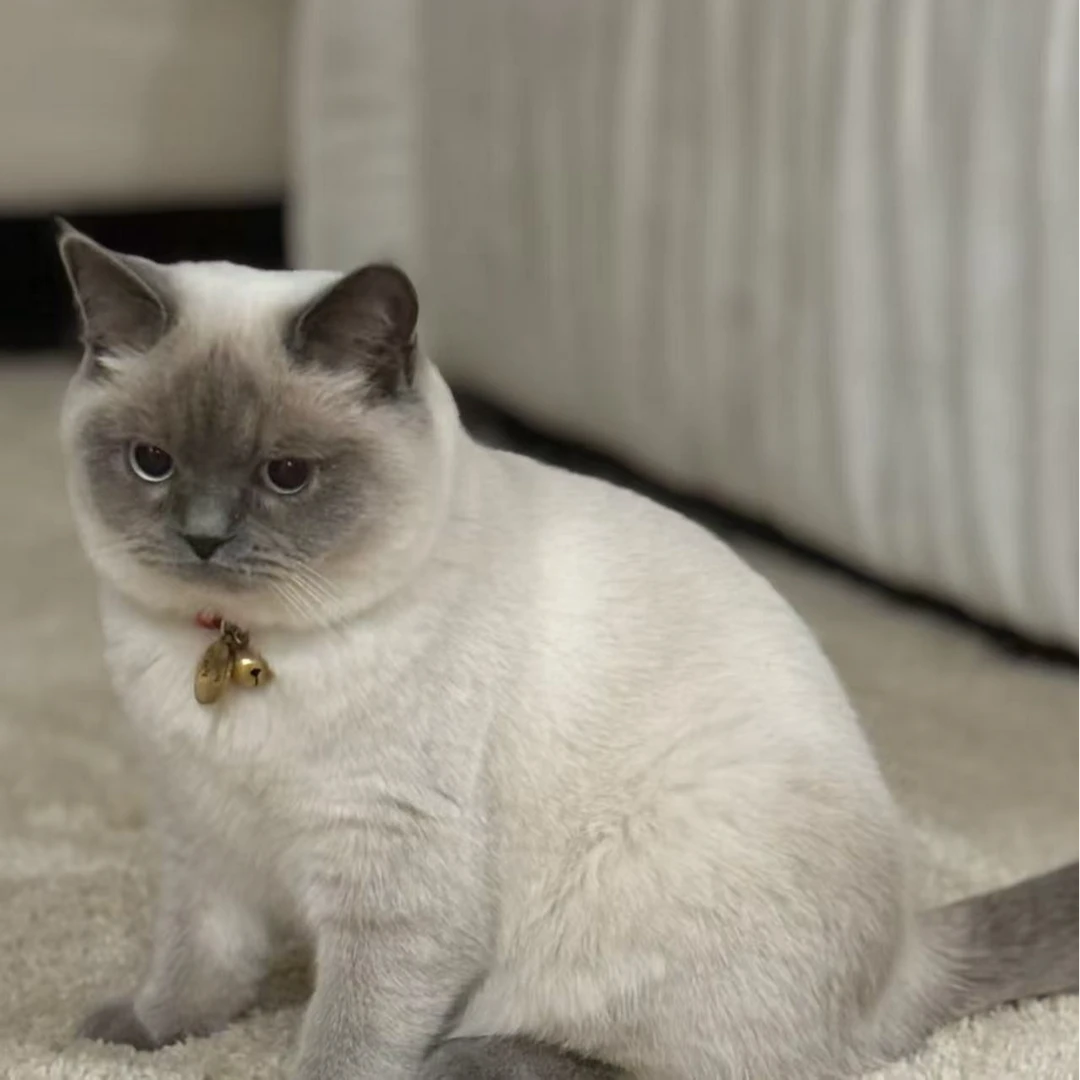 【宜佳萌宠】精品猫咪