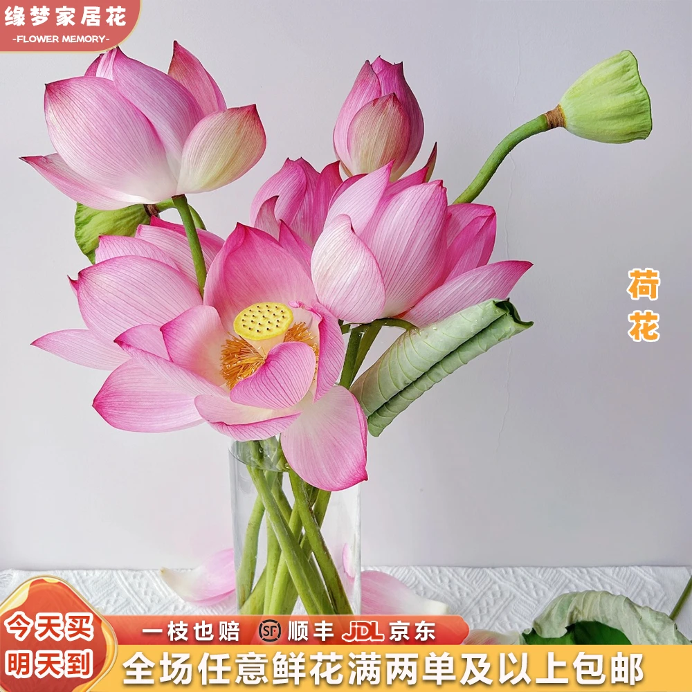 『天然粉色荷花3枝』 全场任意2单鲜花顺丰京东包邮 三单鲜花送玻璃花瓶 荷花直播次日达荷花同城配送