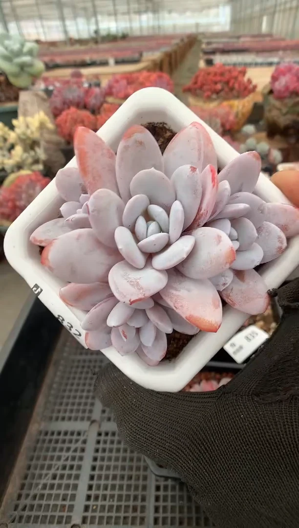 832雪莲一物一拍