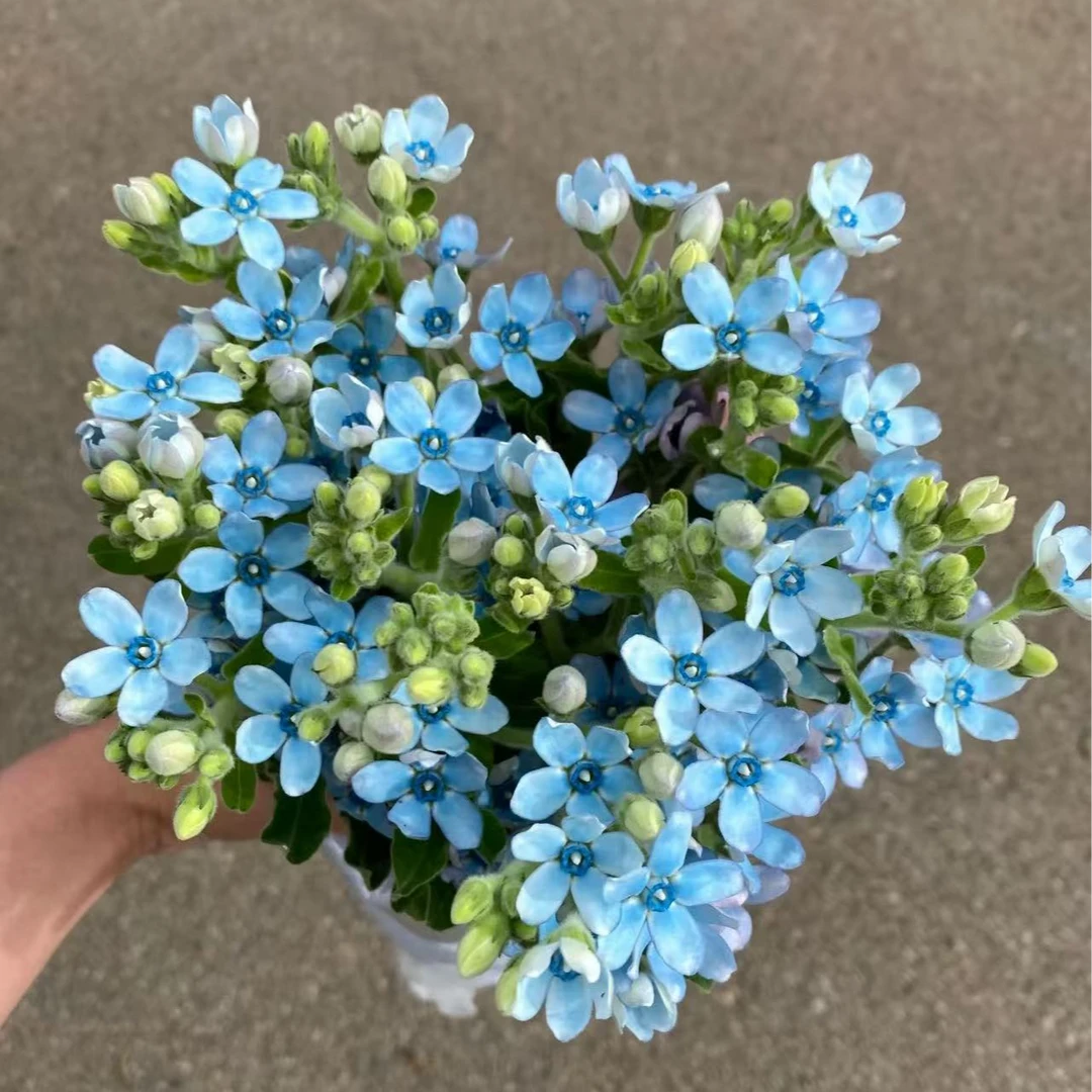 蓝星花 按把不按枝  两单以上包邮