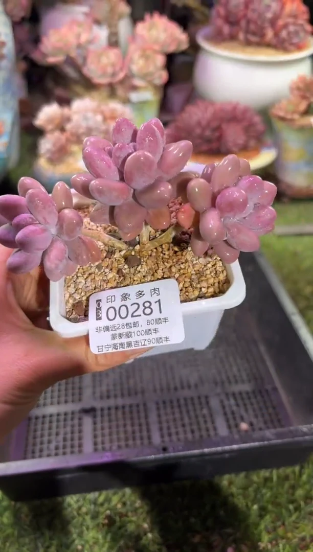 【闪购商品】00281