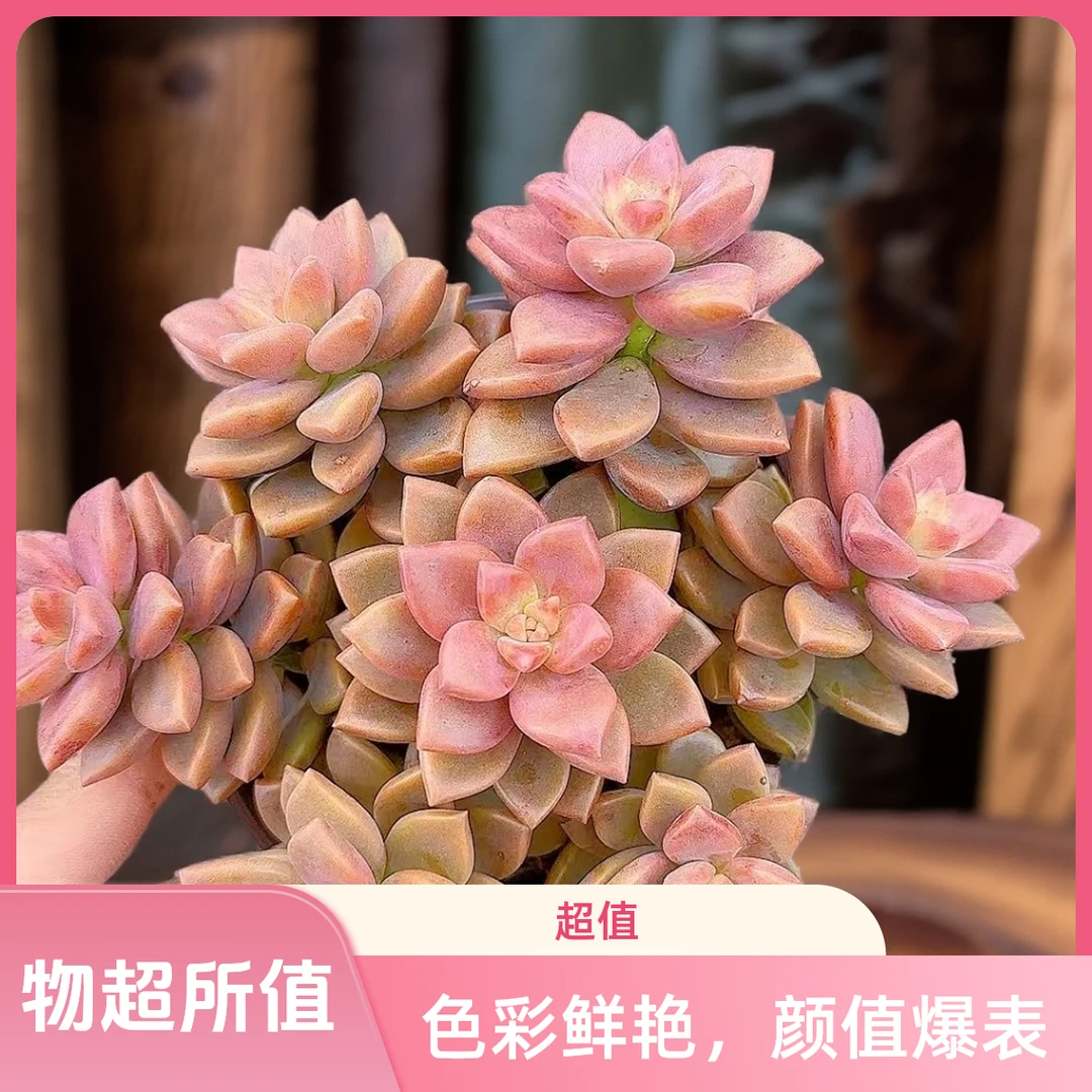 散群姬胧月2颗带盆   小谢多肉植物庭院净化空气