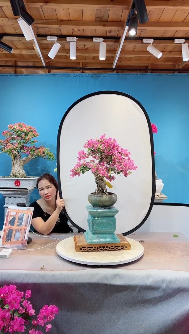 全部花苞小叶紫三角梅
