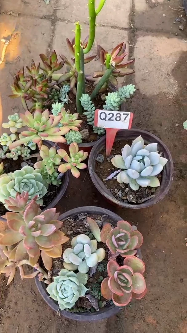 Q287多肉组合默认脱土发货