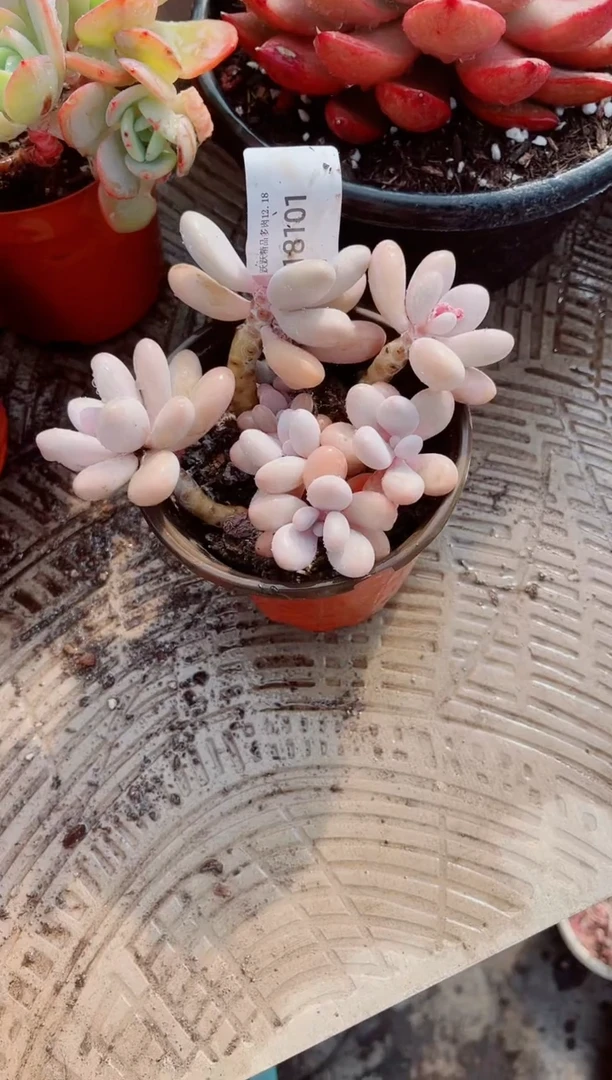 年*说跃跃精品多肉18101