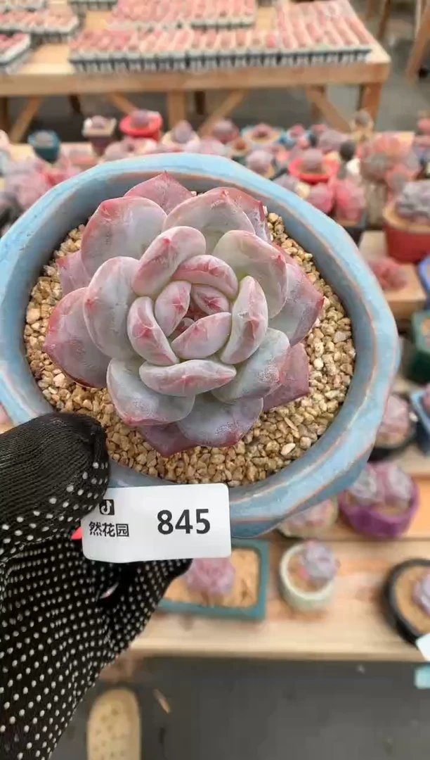 845星影一物一拍