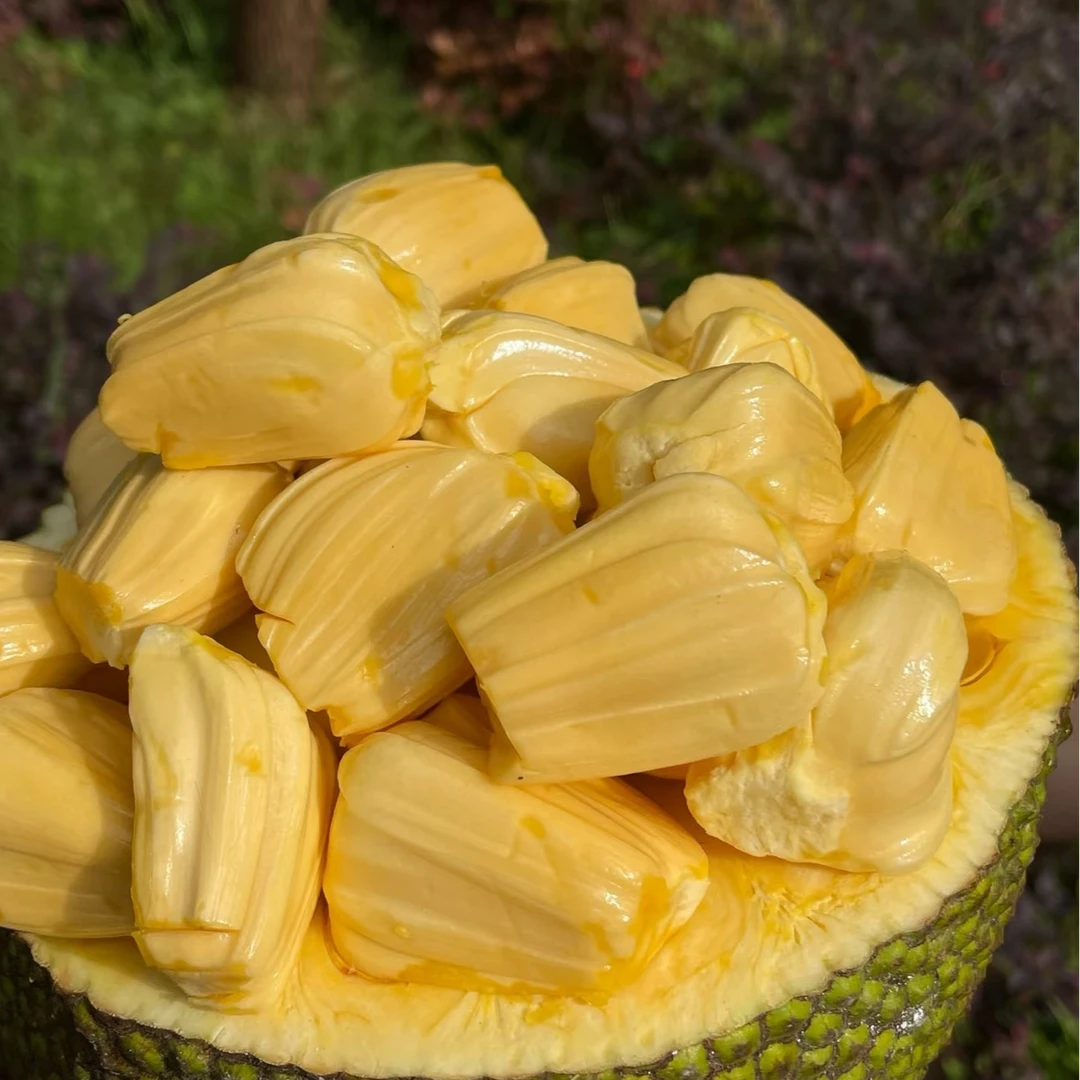 【一颗】[Y]黄肉菠萝蜜 颗/8-10斤左右 仅限太原晋中吕梁忻州可拍