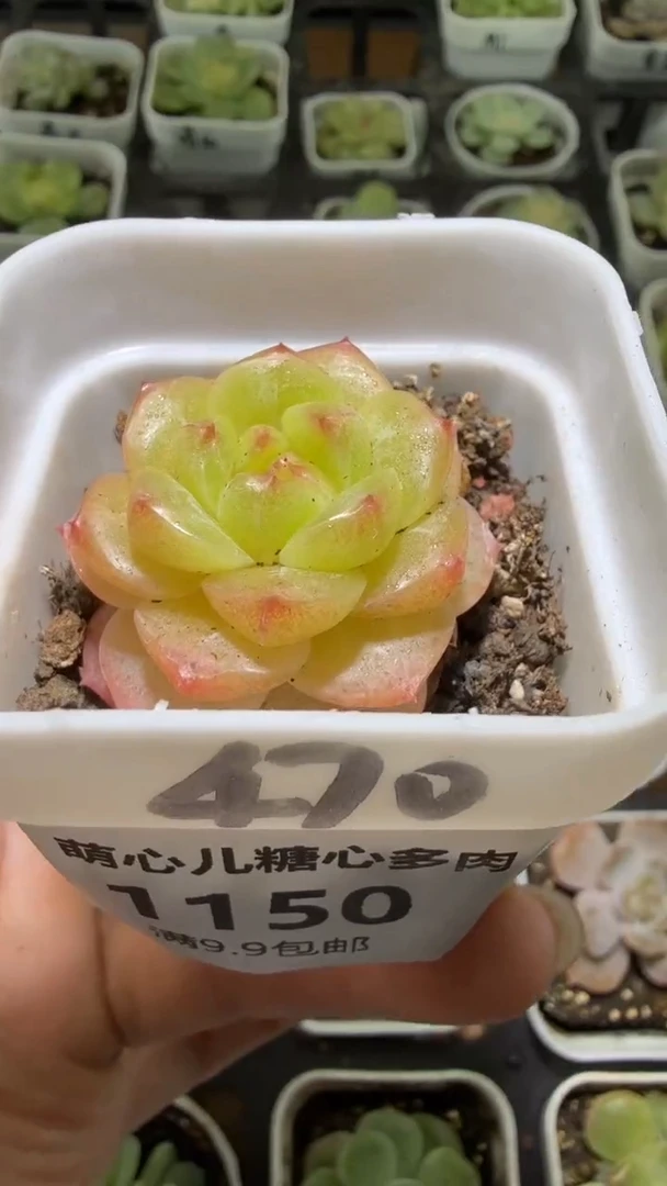绾****臭1150  470山茶花多肉植物
