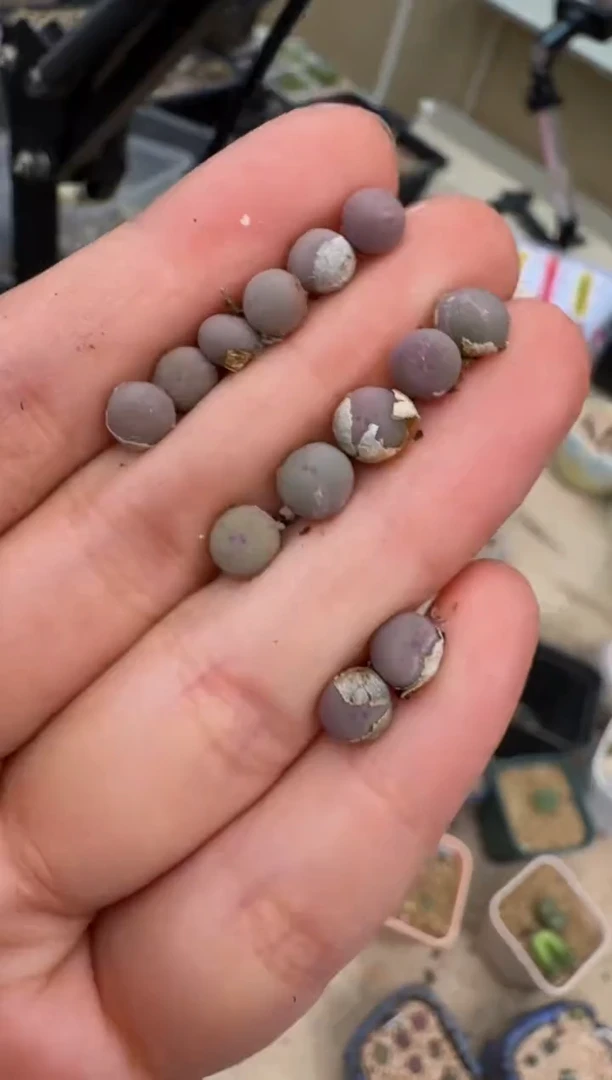 5-61多肉植物v嘴一颗