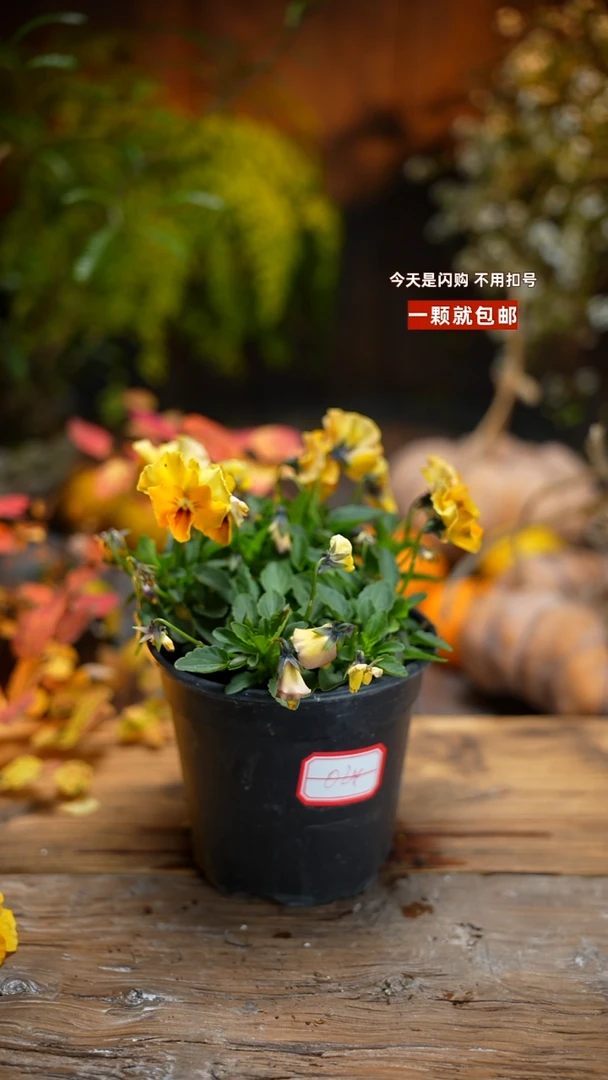 少量花朵（建议范围：2朵-5朵 或40%以下）024