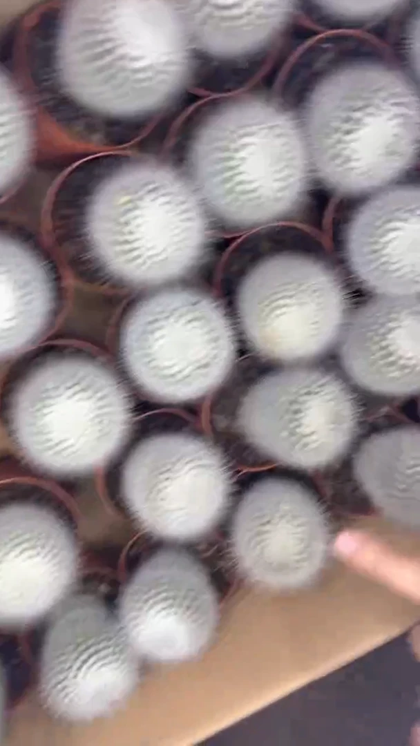 实生根 单头 白小丁