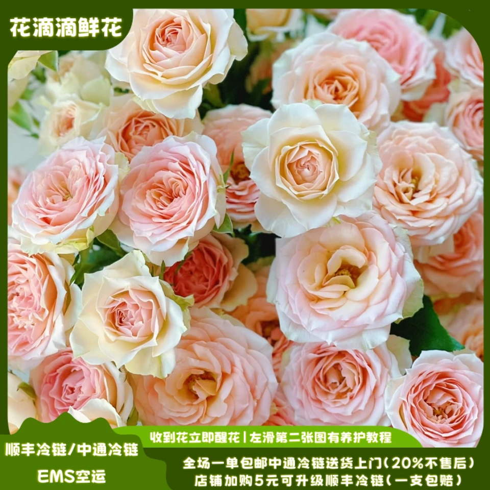 稀有多头玫瑰桑赛尔，云南鲜花基地直发