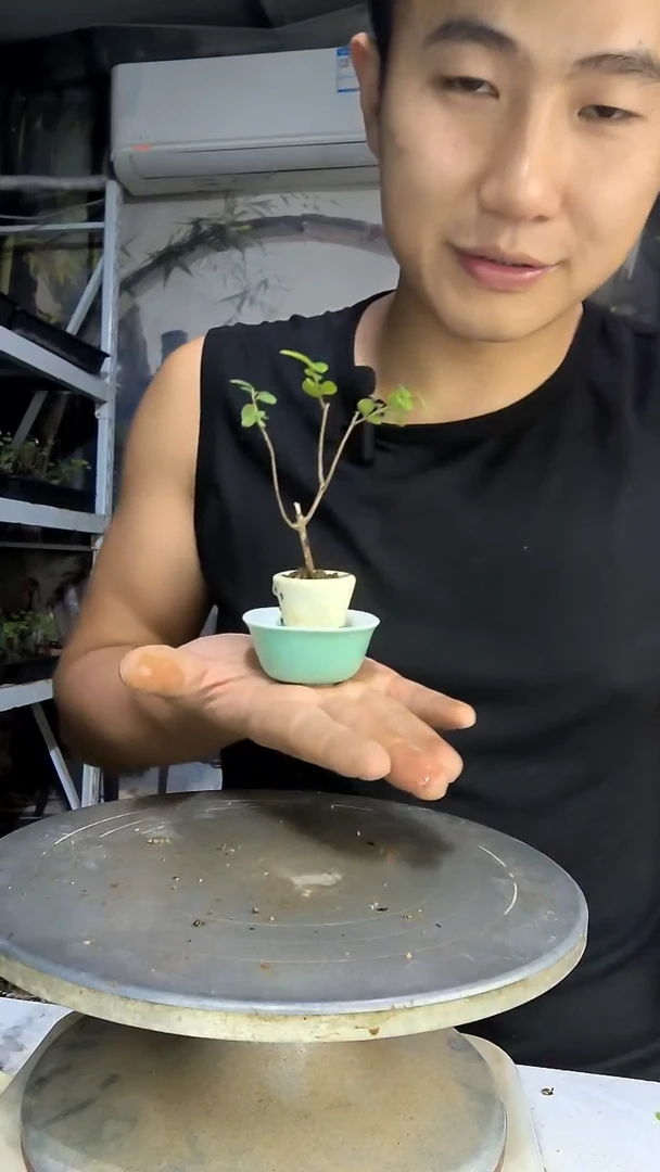 豆?中青园艺一物一拍70