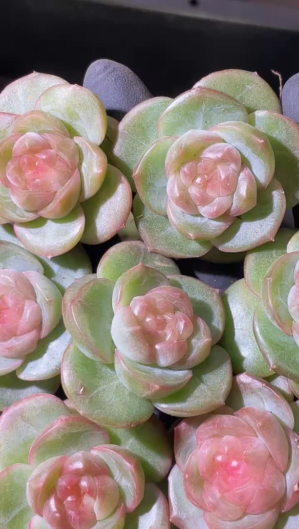 闪购2190 禁忌果实多肉一颗3厘米