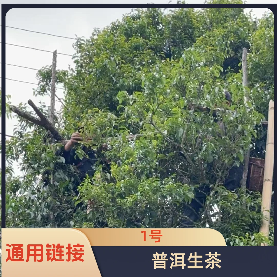 【孤品放漏】曼松云南普洱古树生茶坨