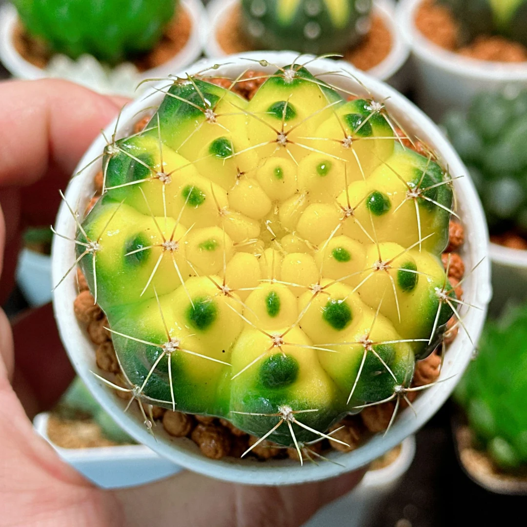 瑞昌玉 仙人球（满16包邮）耐旱多肉植物 可开花仙人球