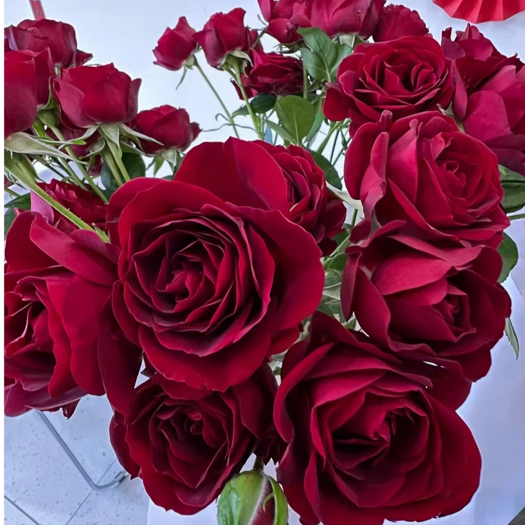 红丝绒月季花 原盆原土 基地直发