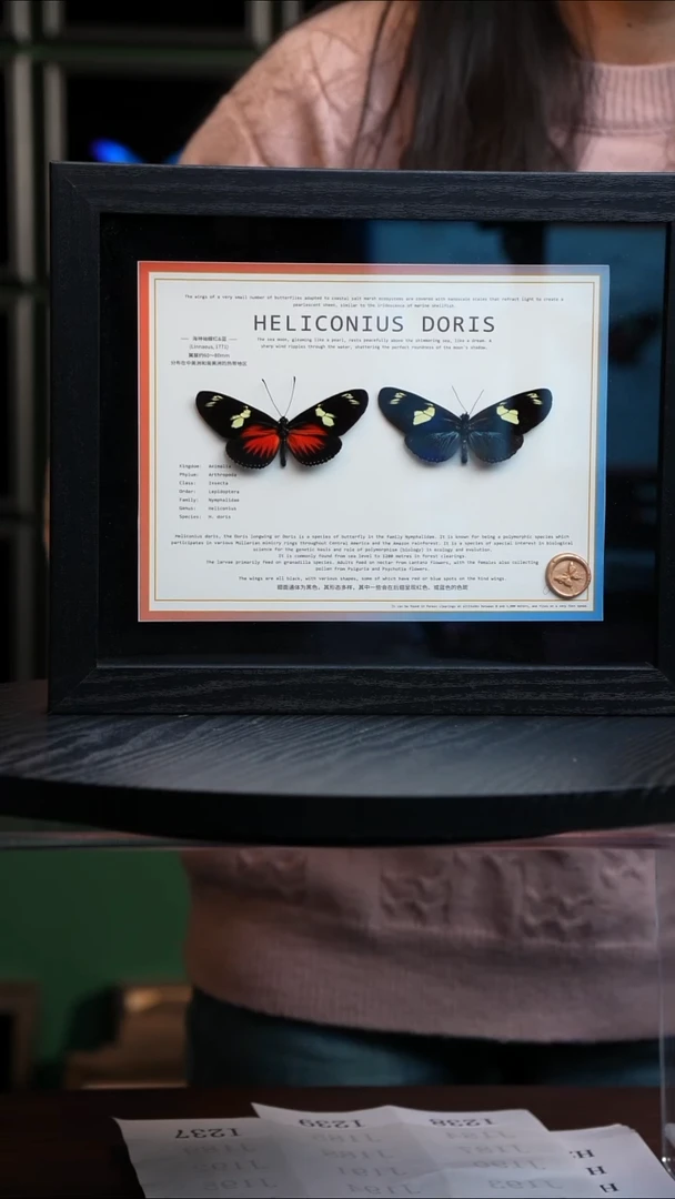 海神袖红蓝一对10寸横框