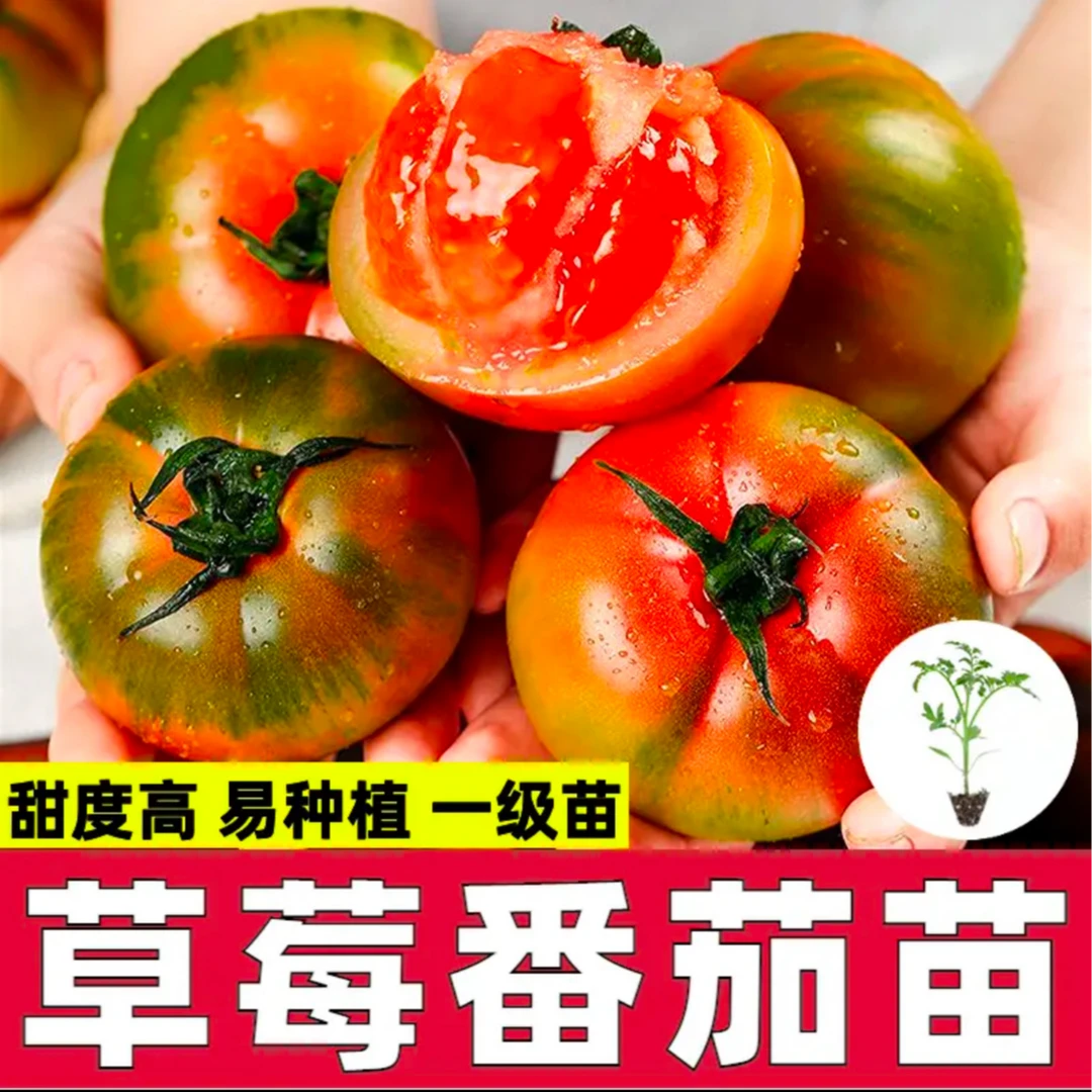 【山东寿光发货】草莓番茄铁皮柿子种子酸甜家庭小院种植水果蔬菜