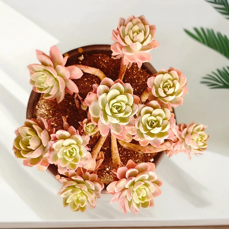 丝绸面纱280#云大B2棚 雪山多肉 新手必备好看好养一单包邮