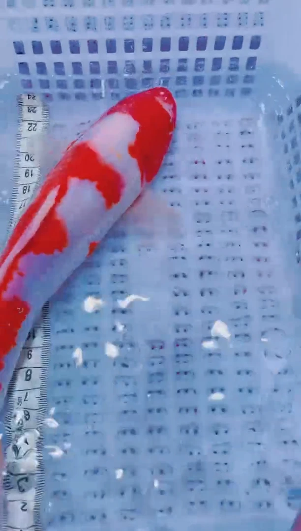 锦鲤血统锦鲤全场包邮91