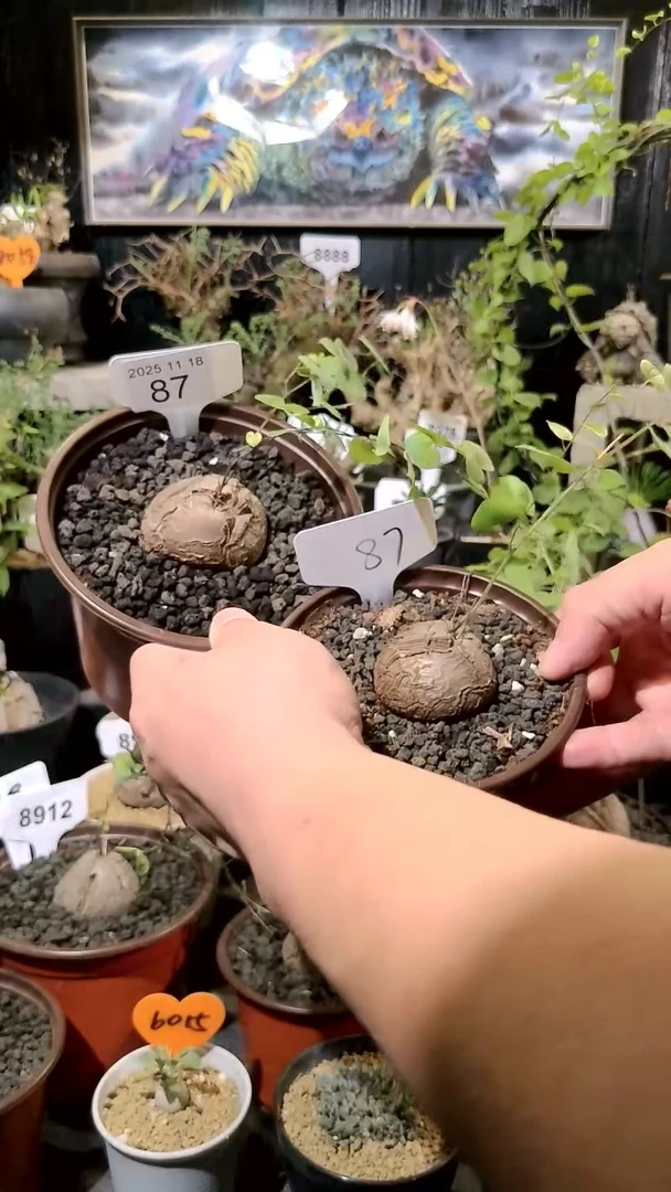 87号1118福利南非龟甲龙买一送一