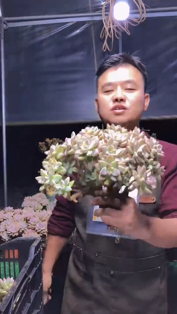 200淡雪缀化一物一拍