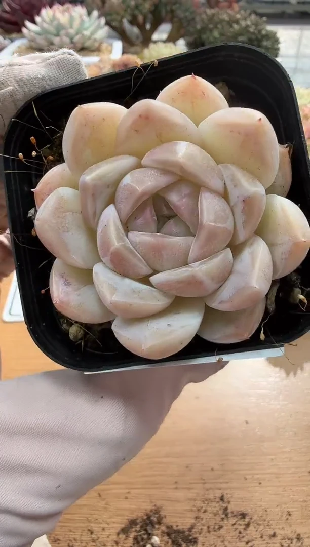 东云多肉园二店-102