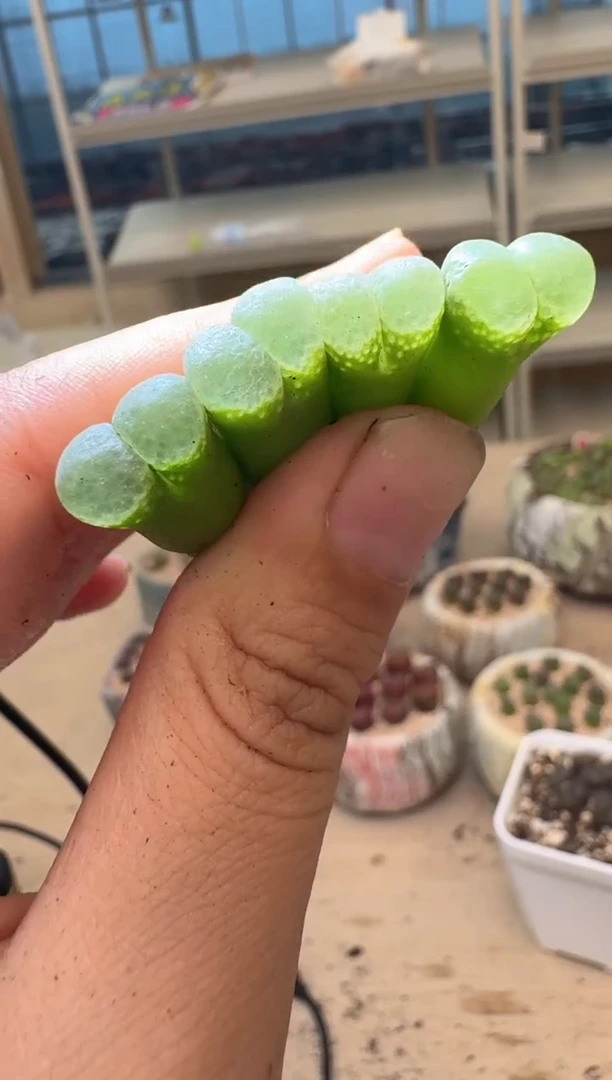 多肉植物肉锥16-247