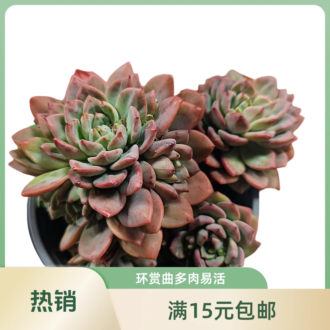 环赏曲(拼满15元包邮)多肉植物阳台露台办公室绿植植新手好养