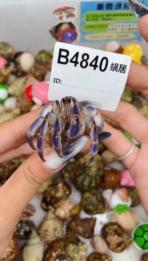陌派甄选寄居蟹4840