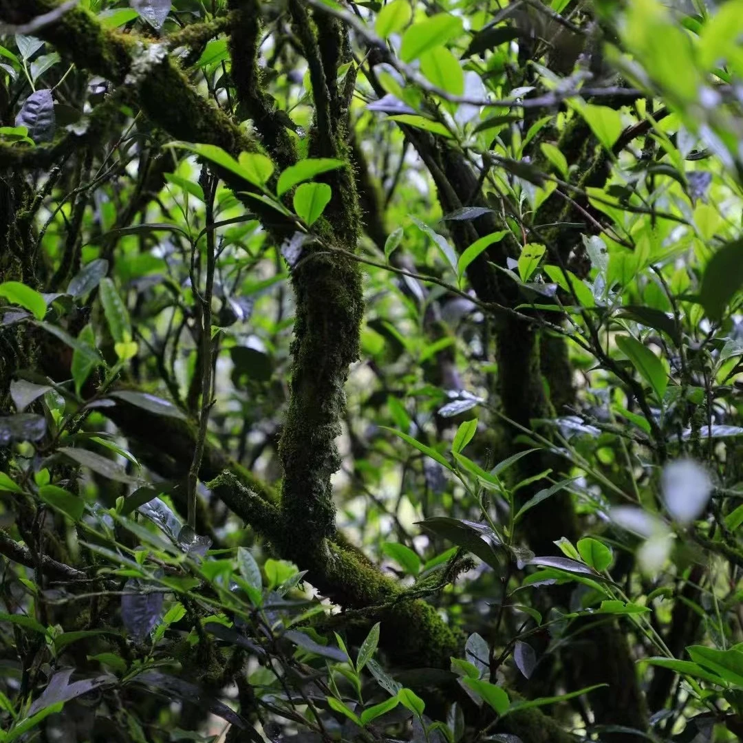 井福韵  武夷岩茶代拍链接【8】