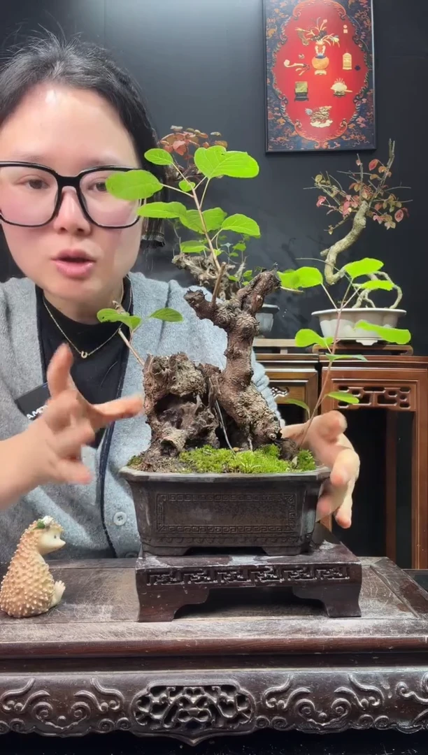 完全开放黄栌000