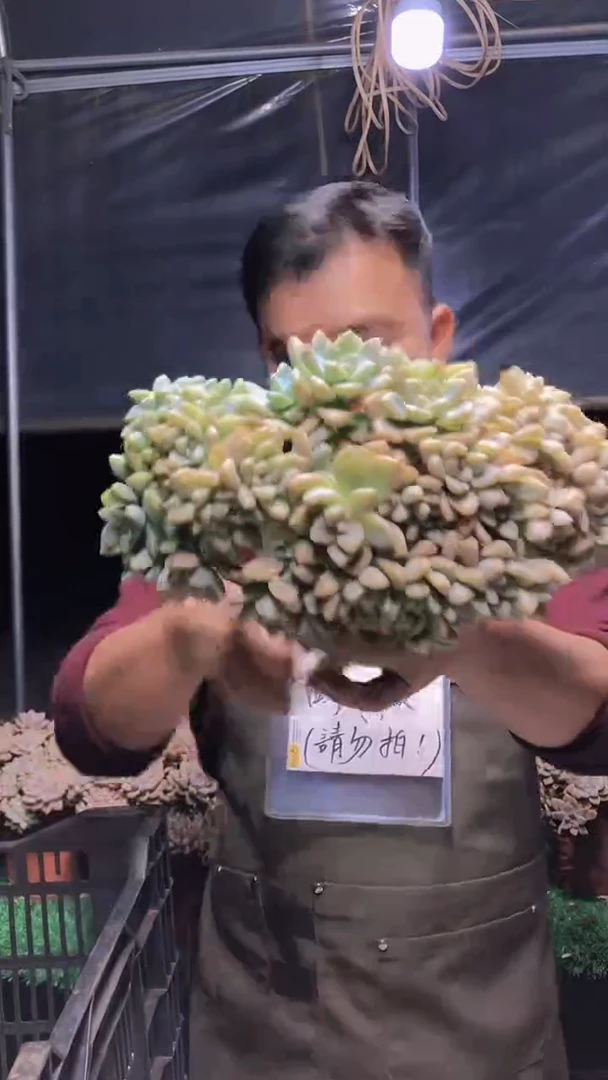 172淡雪缀化一物一拍